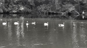 The tranquility of wild geese.