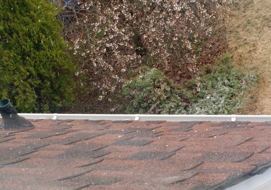 hail and cherry blossoms.jpg