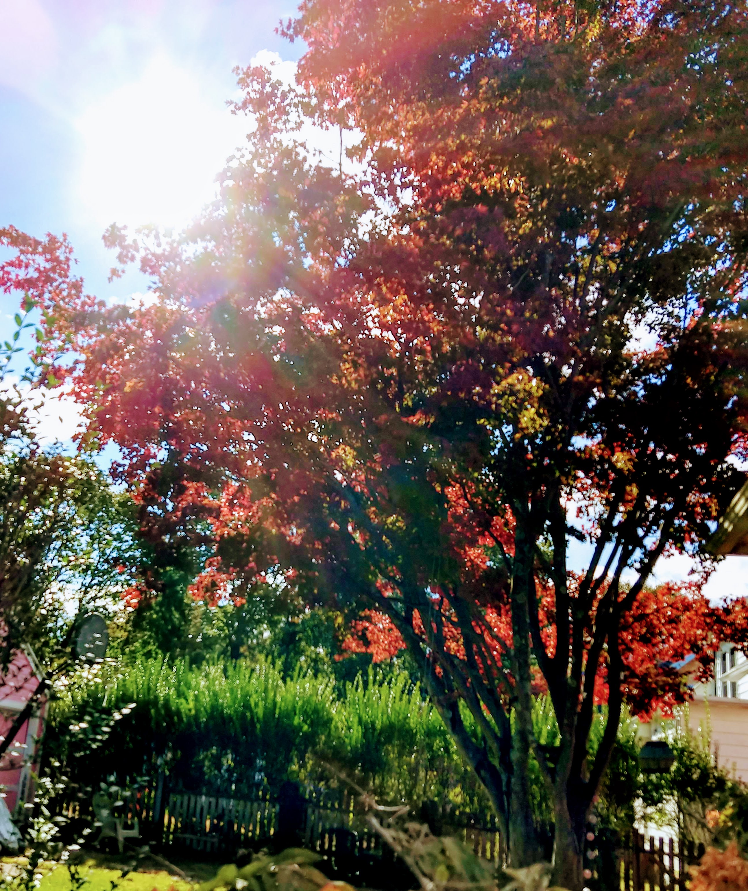 img_20181024_115558133_hdr